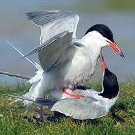 Common Tern (Sterna hirundo) couple mating, Texel, the Netherlands